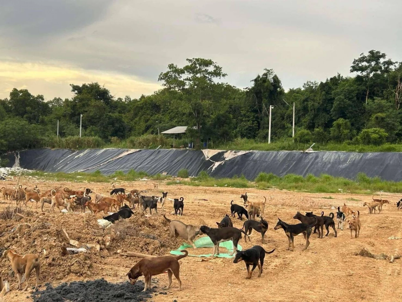 คนรักน้องหมาเศร้า! หมาจรกว่า 700 ตัว อดตายเพียบ วอนหน่วยงานรัฐช่วยเหลือ