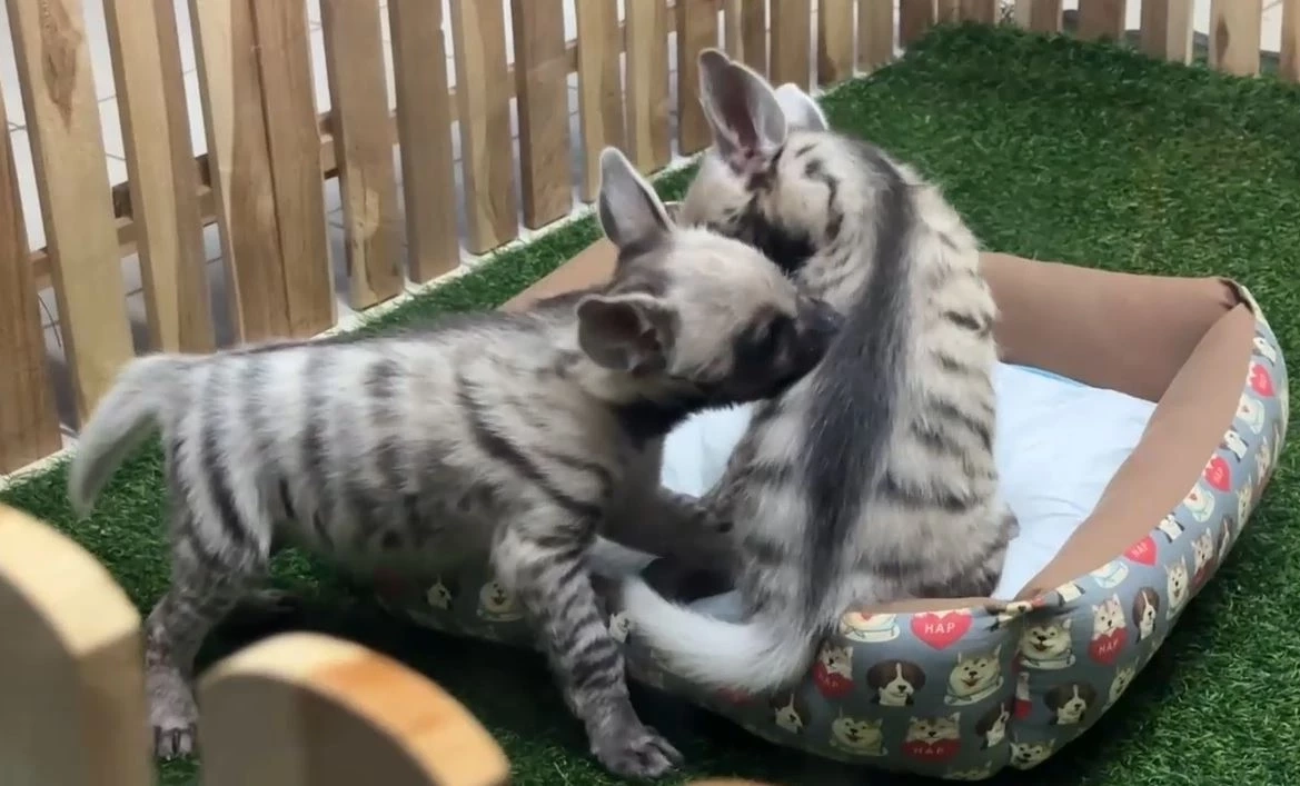 เชียงใหม่ไนท์ซาฟารี เปิดตัวสมาชิกใหม่ "ลูกไฮยีน่าลายแถบ" ต้อนรับตรุษจีน