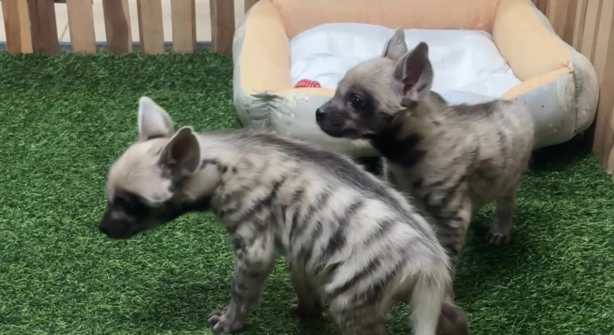 เชียงใหม่ไนท์ซาฟารี เปิดตัวสมาชิกใหม่ "ลูกไฮยีน่าลายแถบ" ต้อนรับตรุษจีน