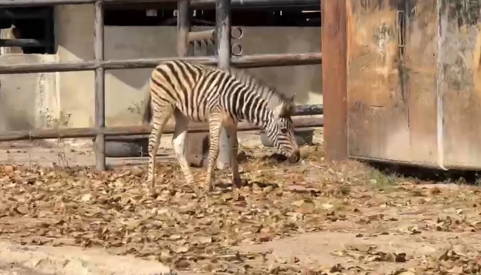 สวนสัตว์เปิดเขาเขียว อวดโฉมความน่ารักสมาชิกใหม่ "ลูกม้าลาย"