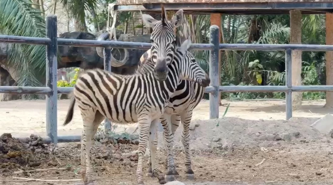 สวนสัตว์เปิดเขาเขียว อวดโฉมความน่ารักสมาชิกใหม่ "ลูกม้าลาย"
