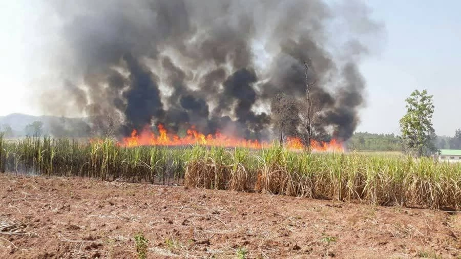 “เอกนัฏ” เชื่อไม่มีเผาอ้อย ท้าทายมาตรการเข้มงวด เพื่อลด "PM2.5" ก่อนปิดหีบ