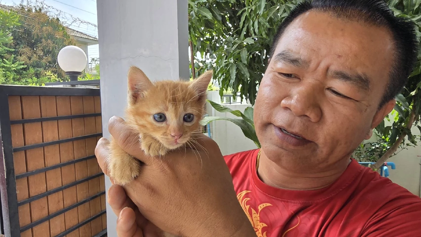 กู้ภัยช่วยลูกแมวจร หลังแม่คาบมาทิ้งไว้บนหลังคา เผยจะนำไปเลี้ยงเอง ตั้งชื่อให้แล้ว