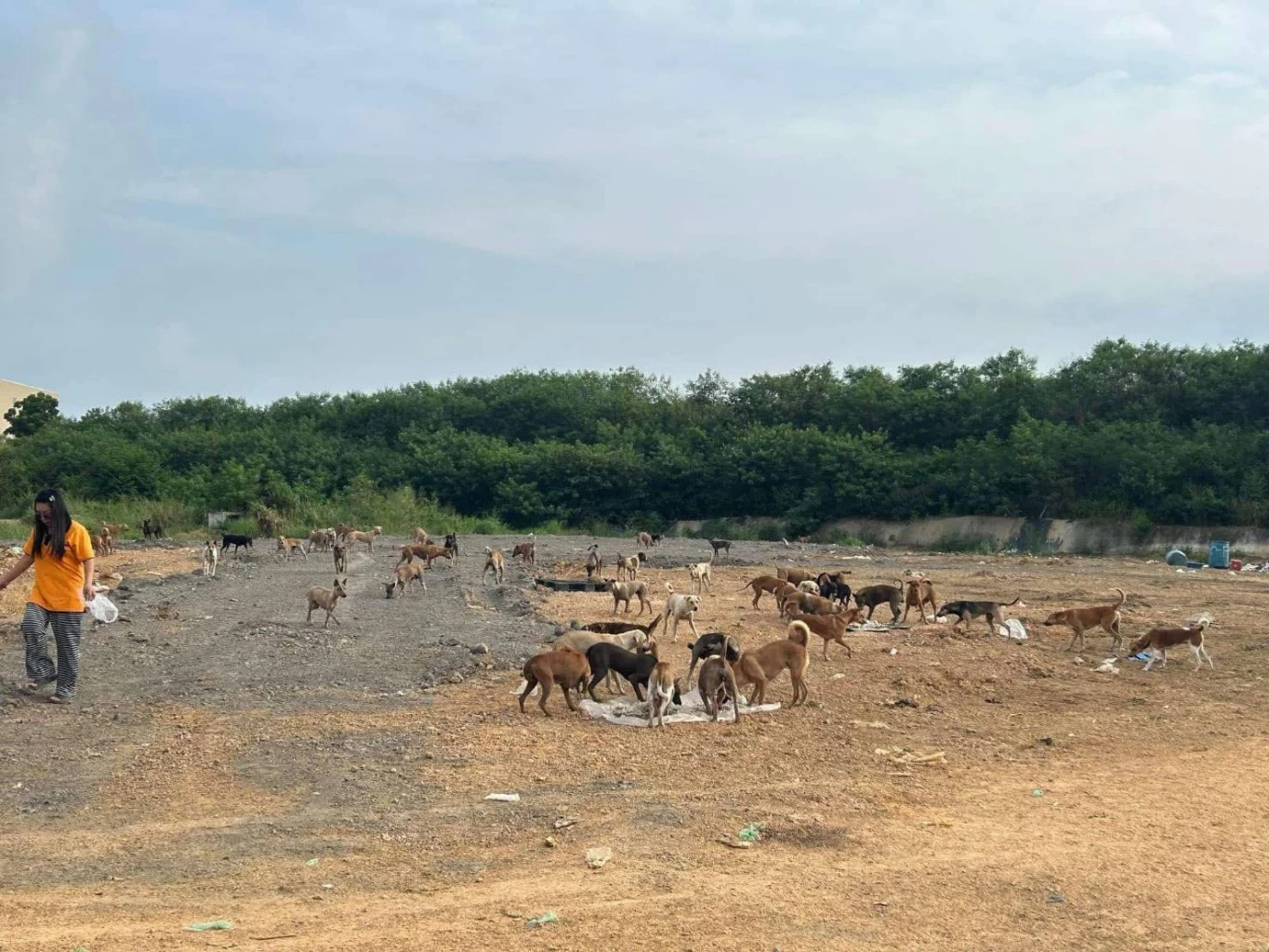 คนรักน้องหมาเศร้า! หมาจรกว่า 700 ตัว อดตายเพียบ วอนหน่วยงานรัฐช่วยเหลือ