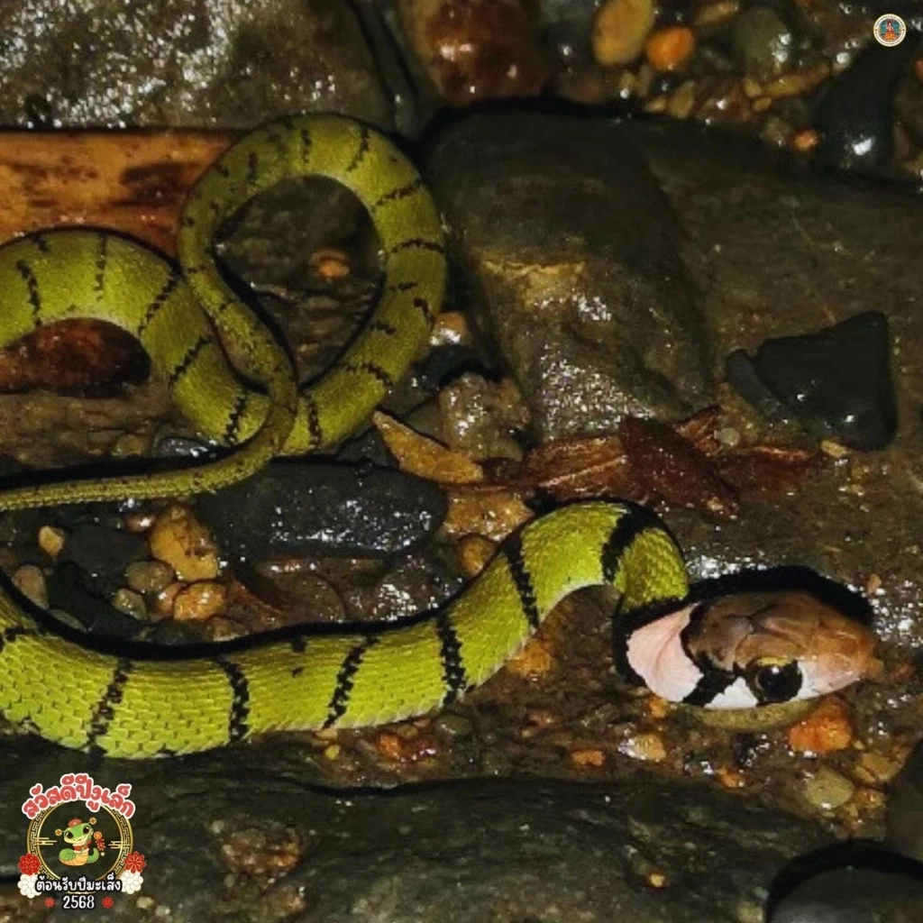 ภาพจาก : FB ประชาสัมพันธ์ กรมอุทยานแห่งชาติ สัตว์ป่า และพันธุ์พืช