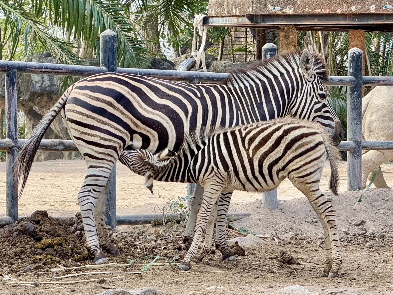 สวนสัตว์เปิดเขาเขียว อวดโฉมความน่ารักสมาชิกใหม่ "ลูกม้าลาย"