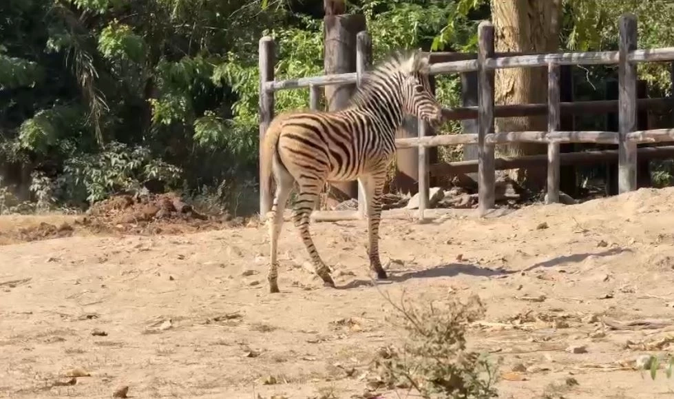 สวนสัตว์เปิดเขาเขียว อวดโฉมความน่ารักสมาชิกใหม่ "ลูกม้าลาย"