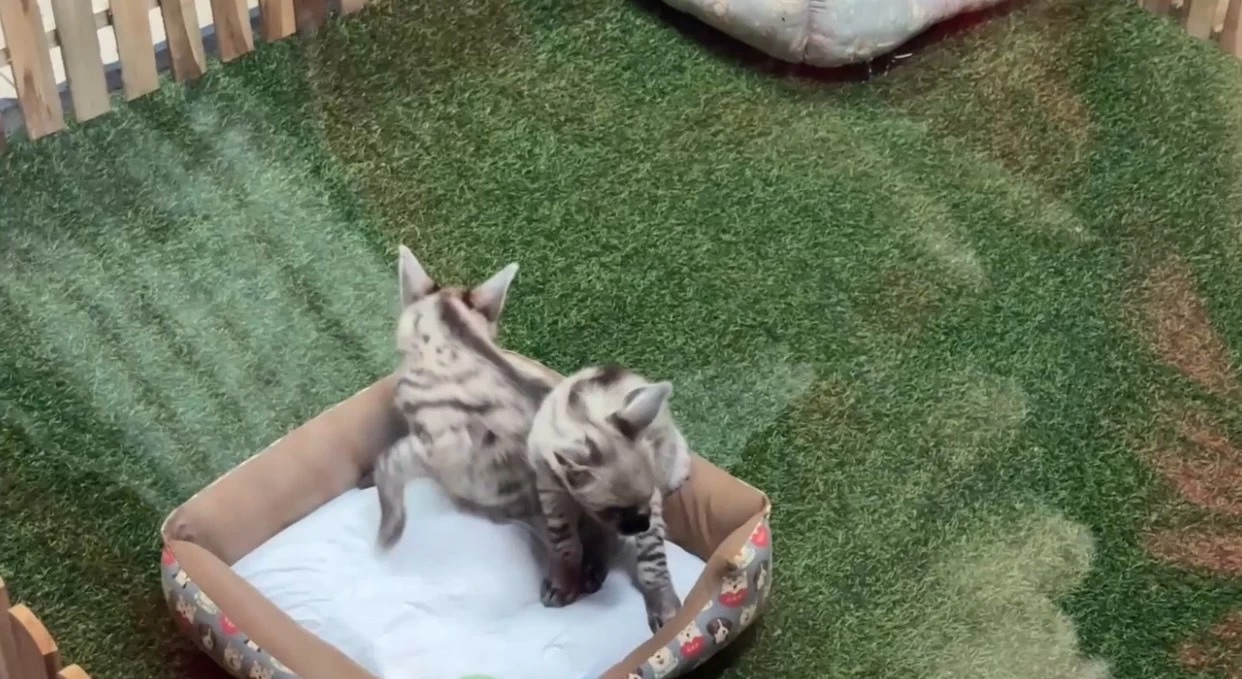 เชียงใหม่ไนท์ซาฟารี เปิดตัวสมาชิกใหม่ "ลูกไฮยีน่าลายแถบ" ต้อนรับตรุษจีน