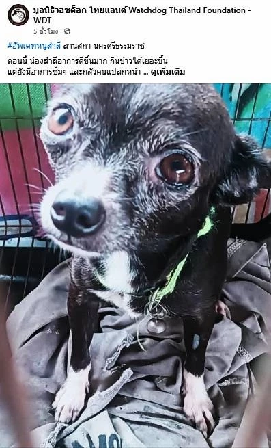 เก่งแต่กับหมา! เร่งล่าตัว " พนง.ขนส่งใจสถุล" ทำร้าย "ชิวาวา" จนชัก