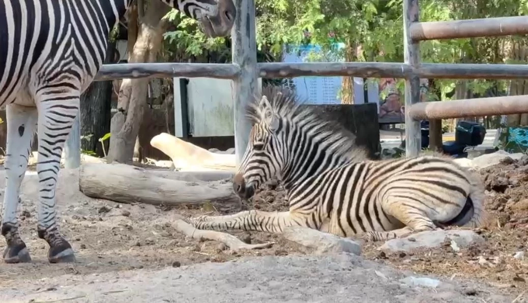 สวนสัตว์เปิดเขาเขียว อวดโฉมความน่ารักสมาชิกใหม่ "ลูกม้าลาย"