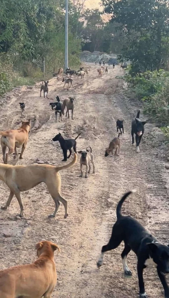 คนรักน้องหมาเศร้า! หมาจรกว่า 700 ตัว อดตายเพียบ วอนหน่วยงานรัฐช่วยเหลือ