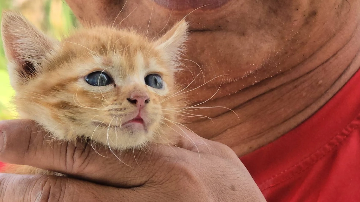 กู้ภัยช่วยลูกแมวจร หลังแม่คาบมาทิ้งไว้บนหลังคา เผยจะนำไปเลี้ยงเอง ตั้งชื่อให้แล้ว