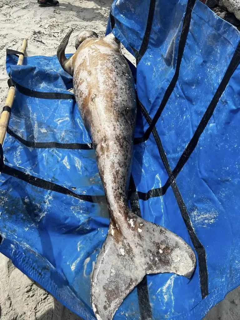 สุดเศร้า! พบซากพะยูนเพศผู้เกยตื้นอีกตัวที่แหลมจูโหย