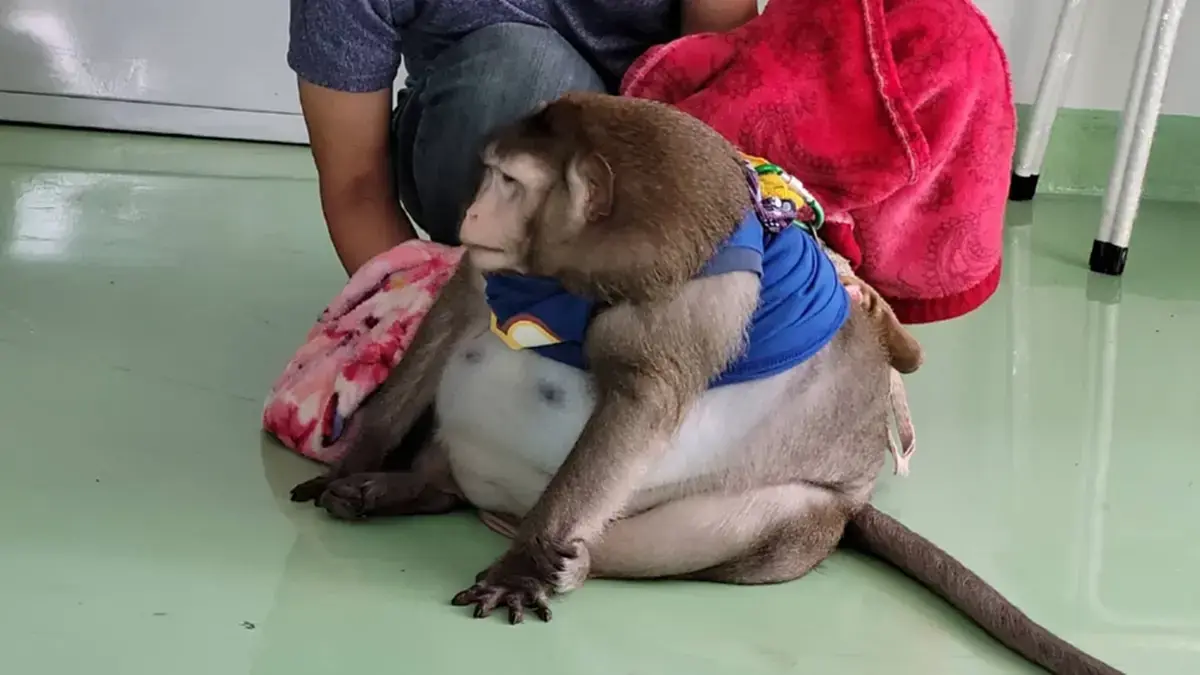ดราม่า “ประธานจ๋อ” กรมอุทยานฯ แนะแนวทางขอตัวกลับคืนวัด
