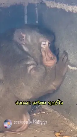 ดราม่า “ประธานจ๋อ” "พระพยอม" แนะพระอย่าทำผิด กม. เลี้ยงสัตว์ป่า
