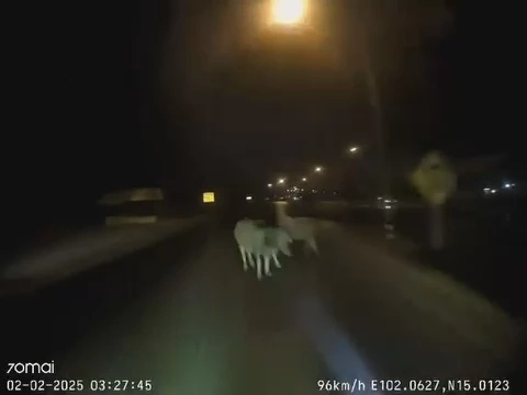 กล้องหน้ารถจับภาพนาทีช็อก! รถบรรทุกพุ่งชนควายตาย 4 ตัวกลางดึก