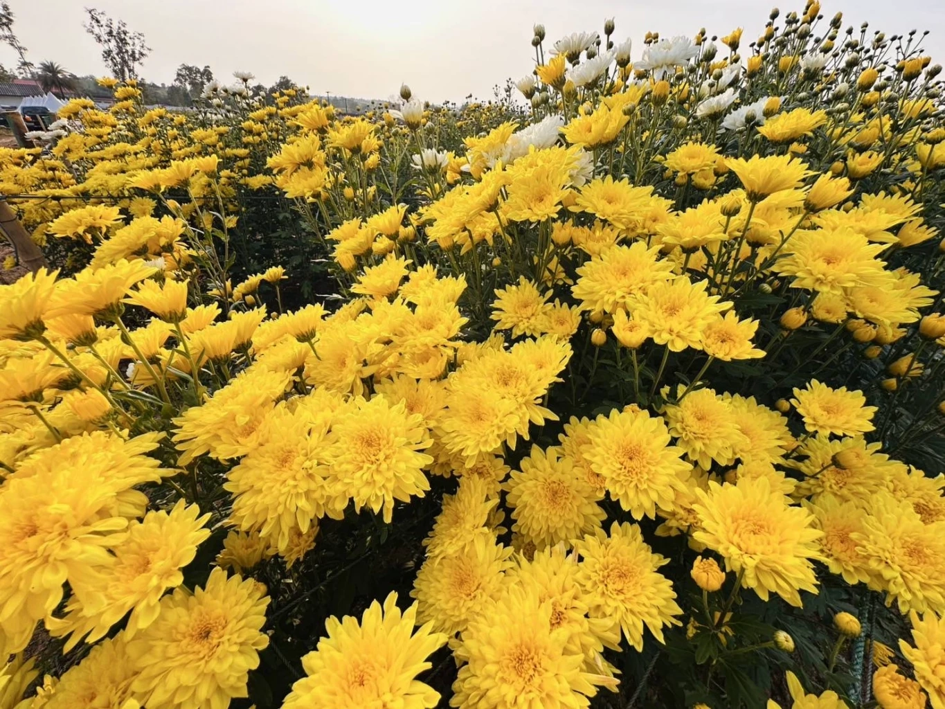 ส่องกิจกรรม "เทศกาลเบญจมาศบานในม่านหมอก ครั้งที่ 23" ที่โคราช มีอะไรบ้างไม่ควรพลาด