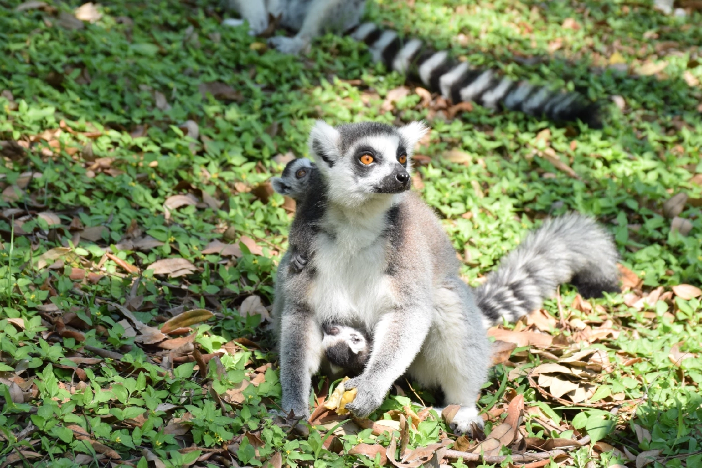 สวนสัตว์โคราช เปิดตัวสมาชิกใหม่สุดน่ารัก "ลูกลีเมอร์หางแหวน" แฝด 2 คู่