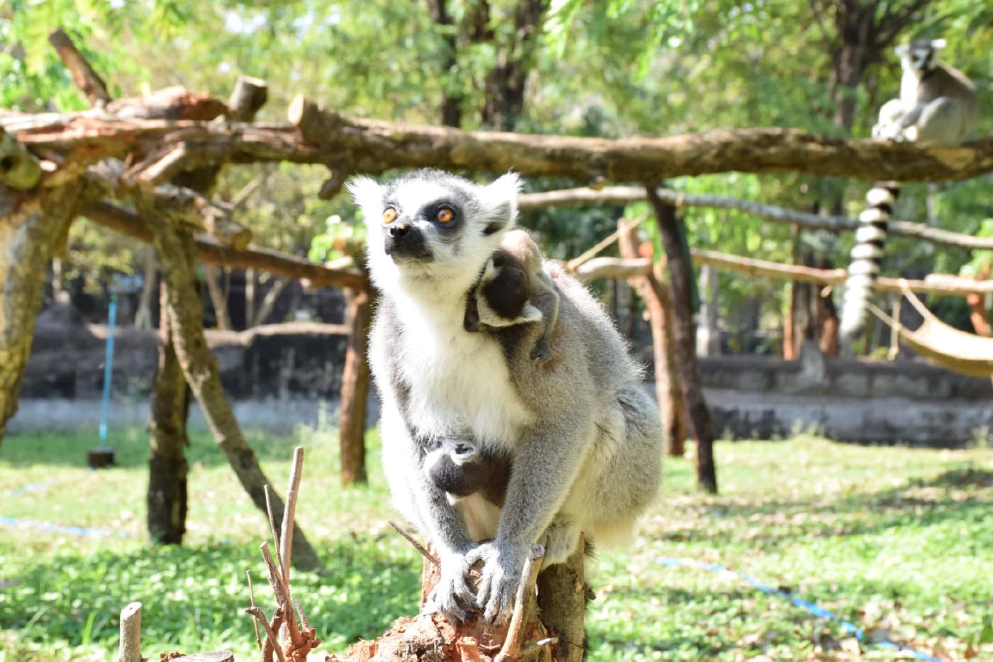 สวนสัตว์โคราช เปิดตัวสมาชิกใหม่สุดน่ารัก "ลูกลีเมอร์หางแหวน" แฝด 2 คู่