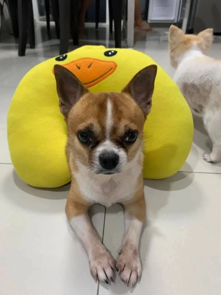 น้องหมาที่อ้างว่าถูกสาวใช้ทำบาดเจ็บ