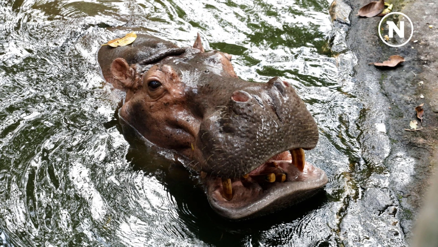 15 กุมภาพันธ์ วันฮิปโปโลก! ฉลองความน่ารักของยักษ์ใหญ่แห่งสายน้ำ