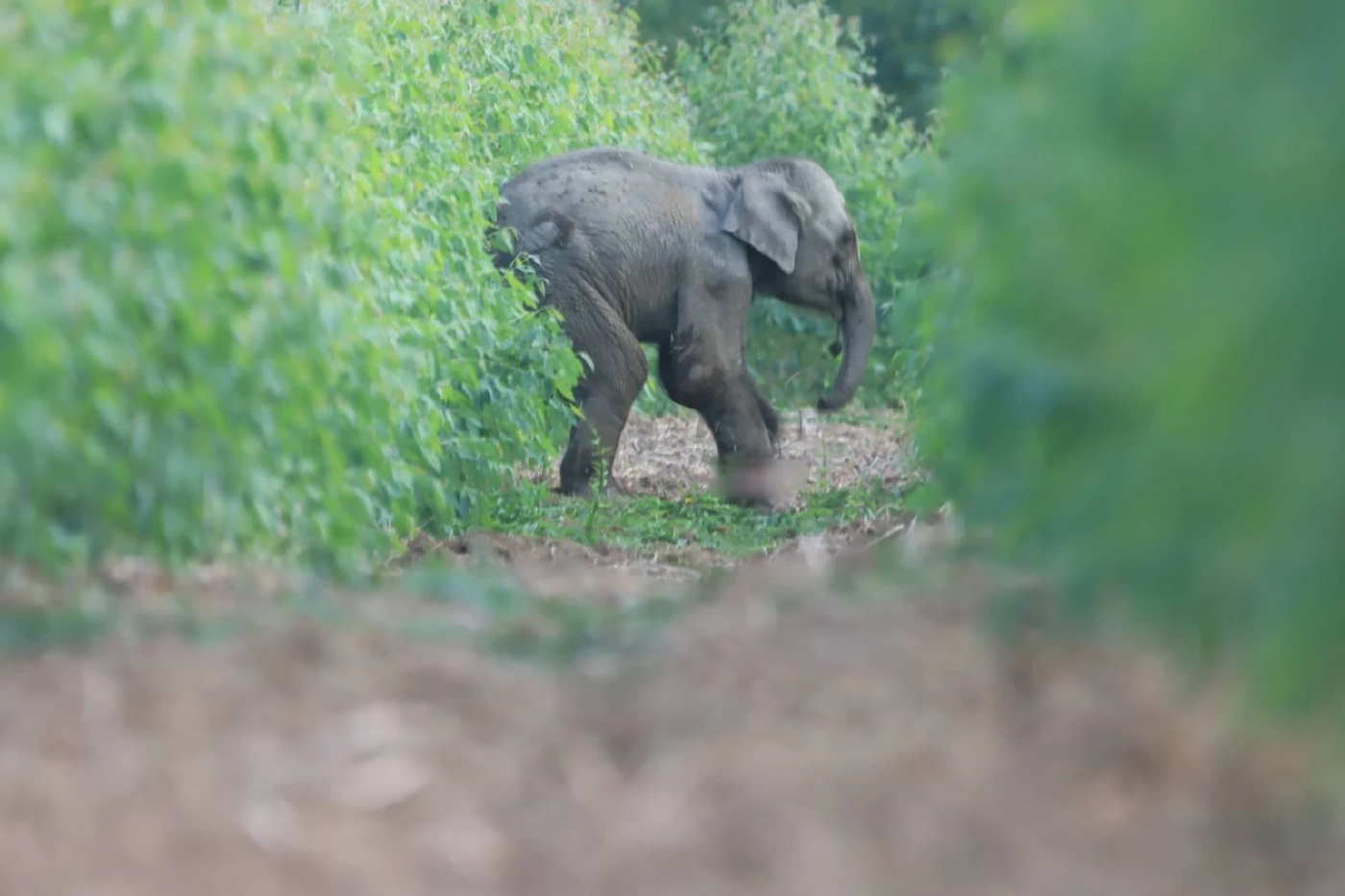 ภาพโดย : กรมอุทยานแห่งชาติ สัตว์ป่า และพันธุ์พืช