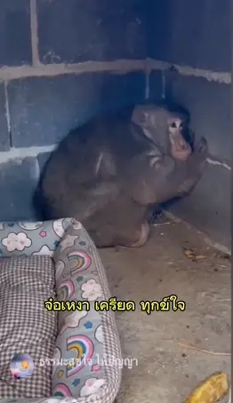 ดราม่า “ประธานจ๋อ” "พระพยอม" แนะพระอย่าทำผิด กม. เลี้ยงสัตว์ป่า