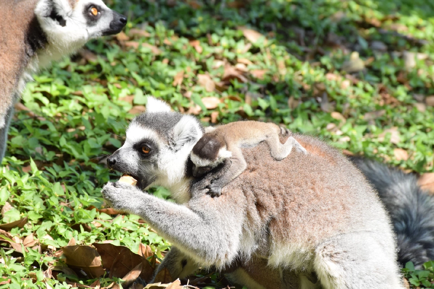 สวนสัตว์โคราช เปิดตัวสมาชิกใหม่สุดน่ารัก "ลูกลีเมอร์หางแหวน" แฝด 2 คู่