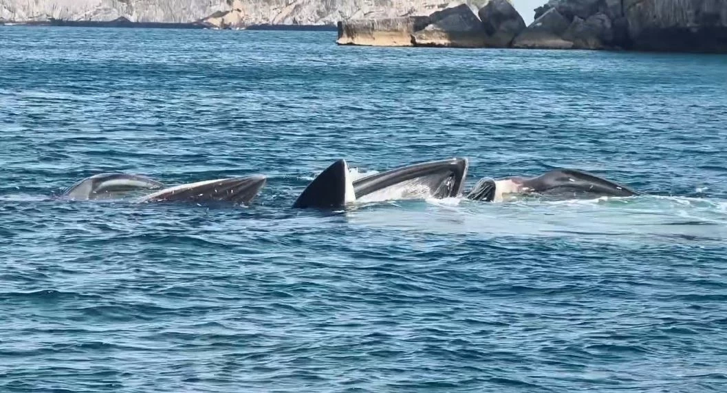 3 วาฬบรูด้า โผล่ว่ายน้ำอวดโฉมโชว์ จนท.อุทยานฯ หมู่เกาะอ่างทอง