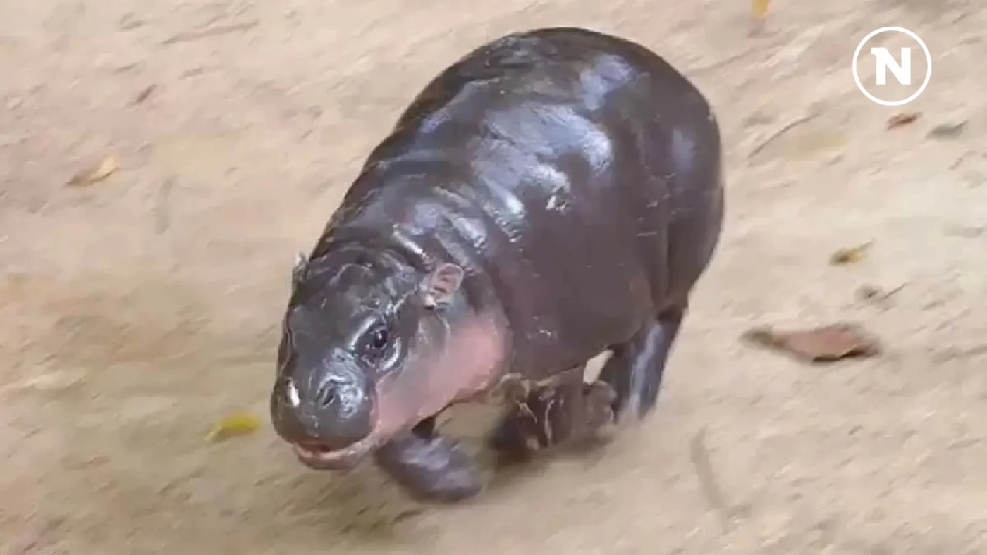 15 กุมภาพันธ์ วันฮิปโปโลก! ฉลองความน่ารักของยักษ์ใหญ่แห่งสายน้ำ