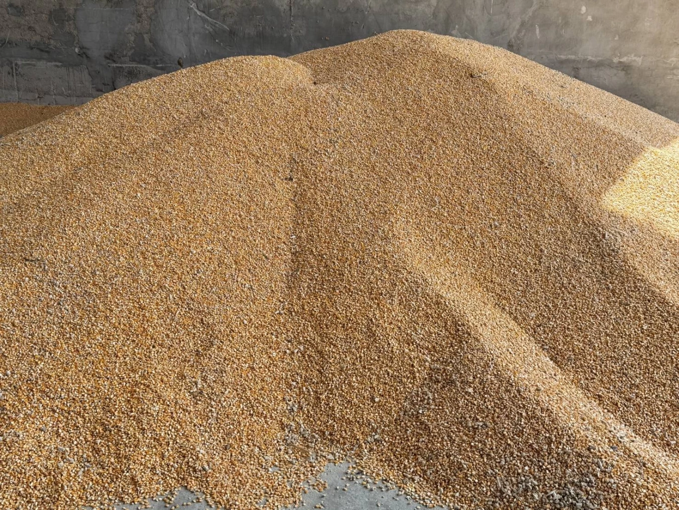 เกษตรกร จ.ตาก กระทบหนัก ผลพวงห้ามส่งออกน้ำมันไปเมียนมา รถไถต้องจอดทิ้ง