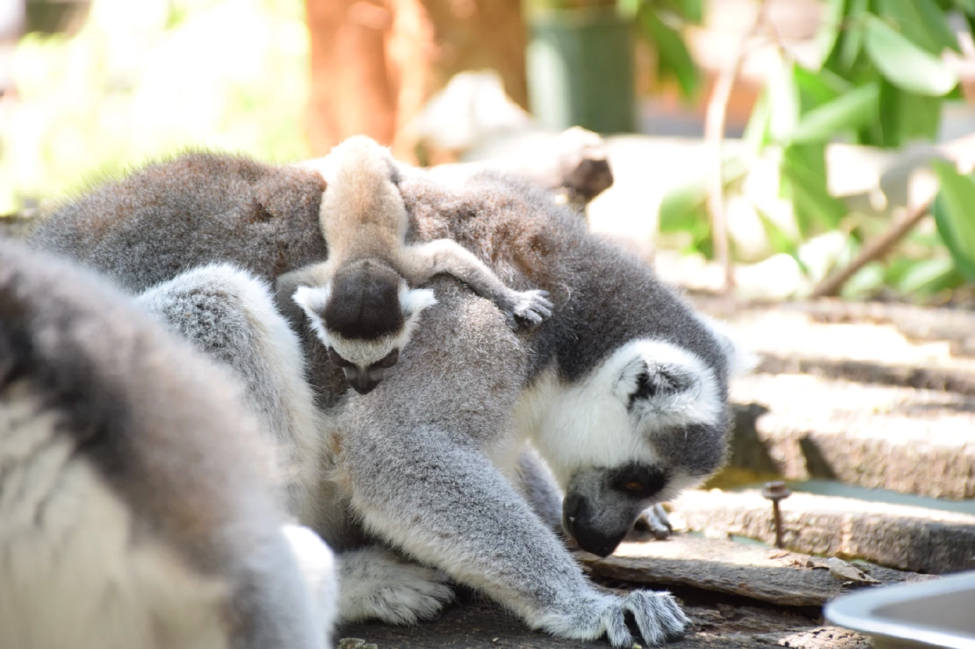 สวนสัตว์โคราช เปิดตัวสมาชิกใหม่สุดน่ารัก "ลูกลีเมอร์หางแหวน" แฝด 2 คู่