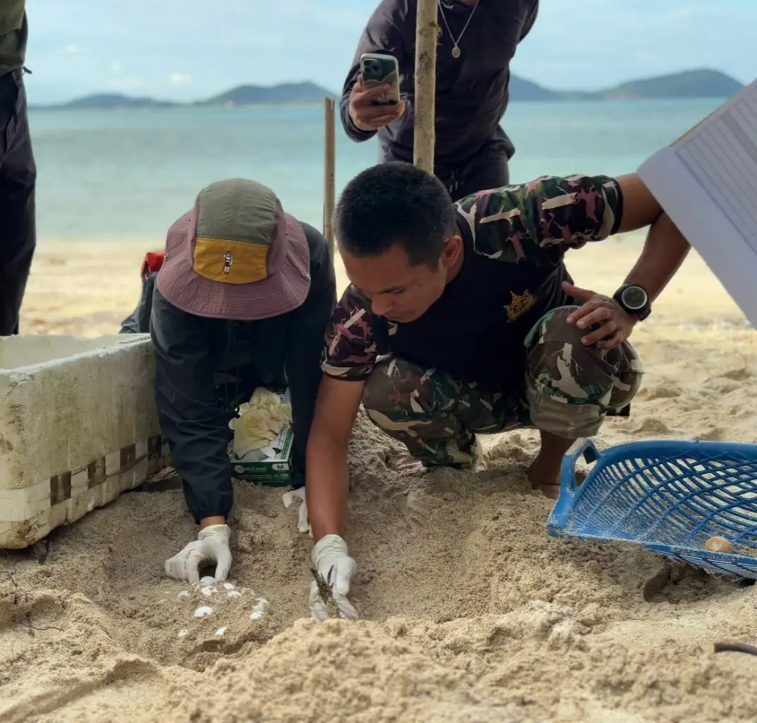เจ้าหน้าที่ย้ายไข่เต่ากระ ไปยังบ่อฟักที่ปลอดภัย ภาพโดย : FB อุทยานแห่งชาติหมู่เกาะชุมพร - Mu Ko Chumphon National Park