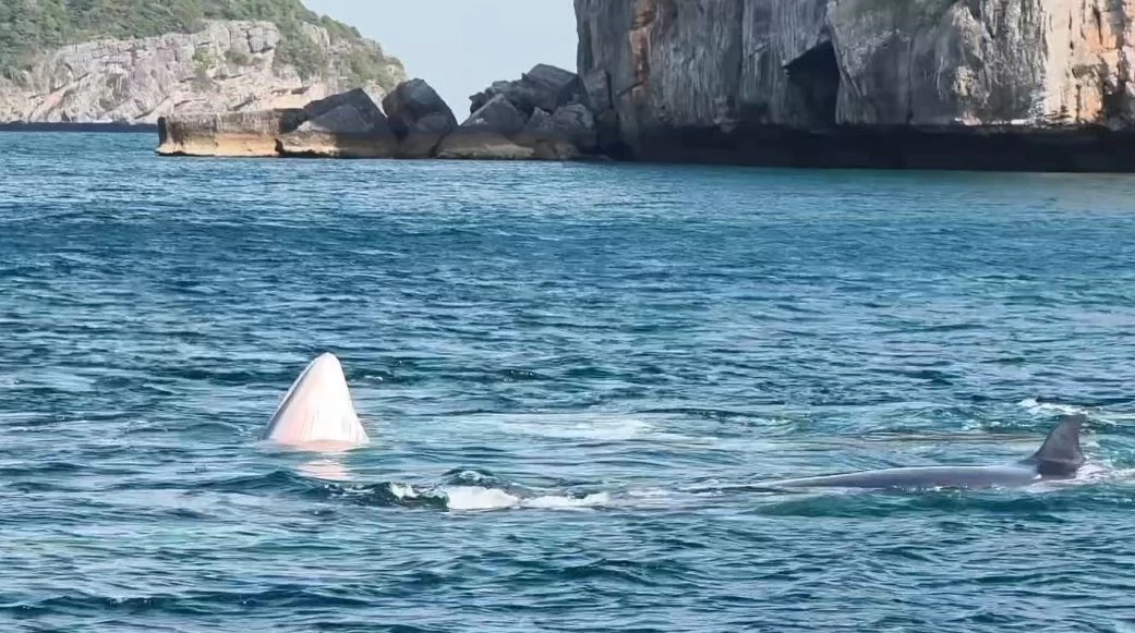 3 วาฬบรูด้า โผล่ว่ายน้ำอวดโฉมโชว์ จนท.อุทยานฯ หมู่เกาะอ่างทอง