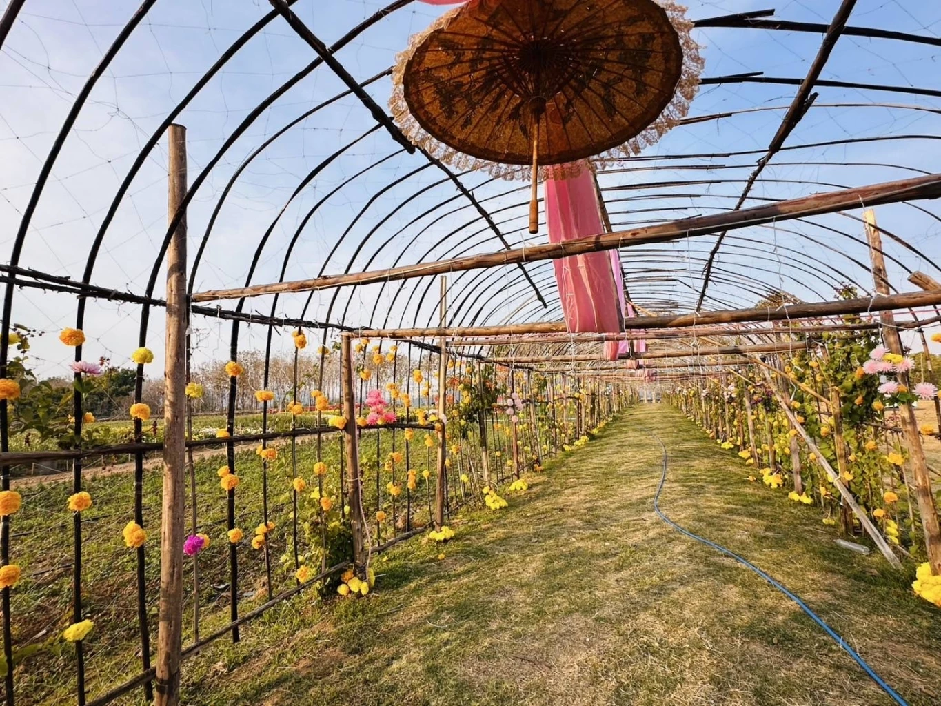 ส่องกิจกรรม "เทศกาลเบญจมาศบานในม่านหมอก ครั้งที่ 23" ที่โคราช มีอะไรบ้างไม่ควรพลาด