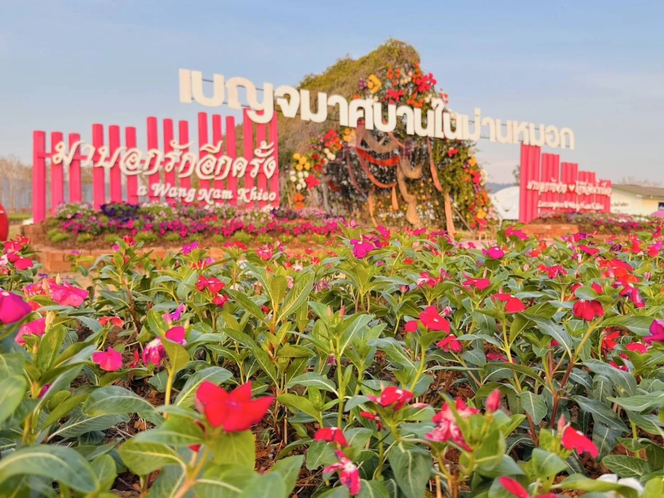 ส่องกิจกรรม "เทศกาลเบญจมาศบานในม่านหมอก ครั้งที่ 23" ที่โคราช มีอะไรบ้างไม่ควรพลาด