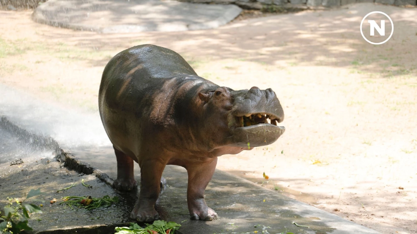 15 กุมภาพันธ์ วันฮิปโปโลก! ฉลองความน่ารักของยักษ์ใหญ่แห่งสายน้ำ