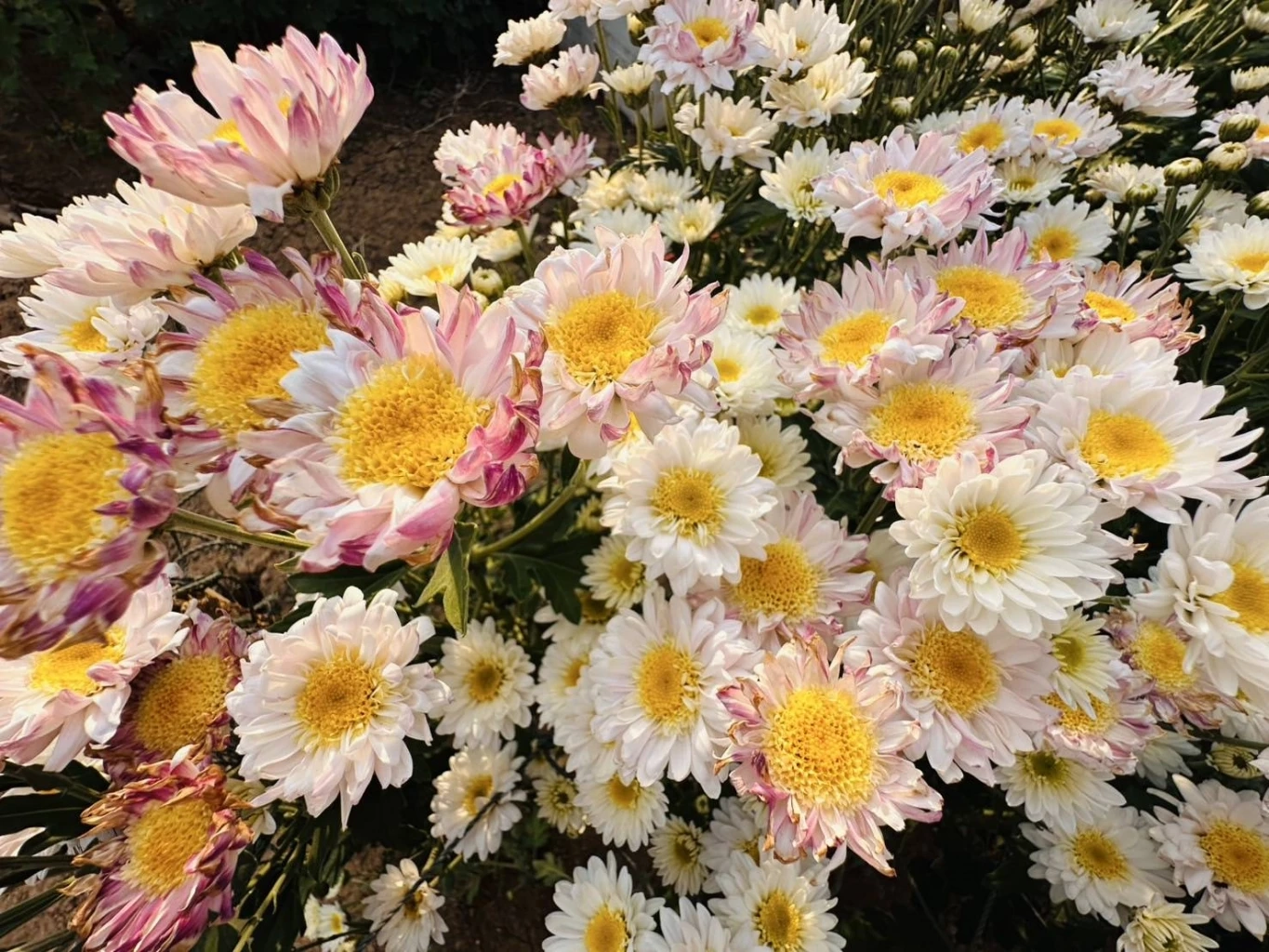 ส่องกิจกรรม "เทศกาลเบญจมาศบานในม่านหมอก ครั้งที่ 23" ที่โคราช มีอะไรบ้างไม่ควรพลาด