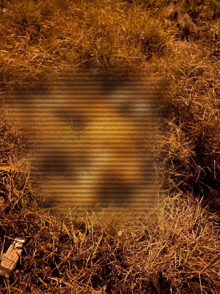 กล้องหน้ารถจับภาพนาทีช็อก! รถบรรทุกพุ่งชนควายตาย 4 ตัวกลางดึก