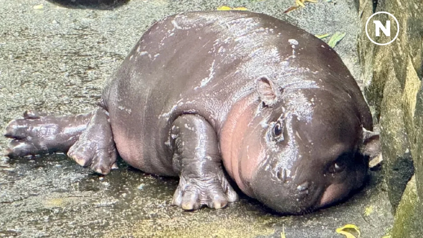 15 กุมภาพันธ์ วันฮิปโปโลก! ฉลองความน่ารักของยักษ์ใหญ่แห่งสายน้ำ