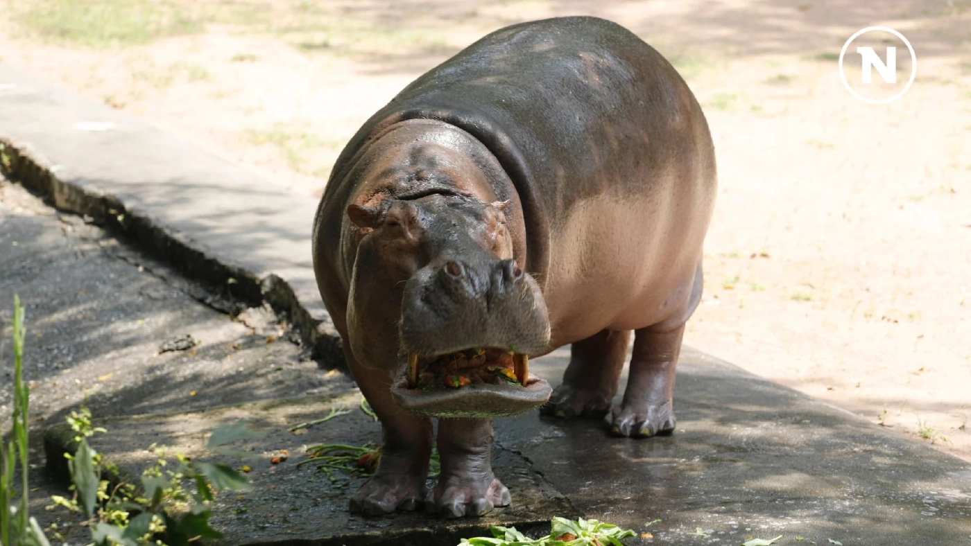 15 กุมภาพันธ์ วันฮิปโปโลก! ฉลองความน่ารักของยักษ์ใหญ่แห่งสายน้ำ