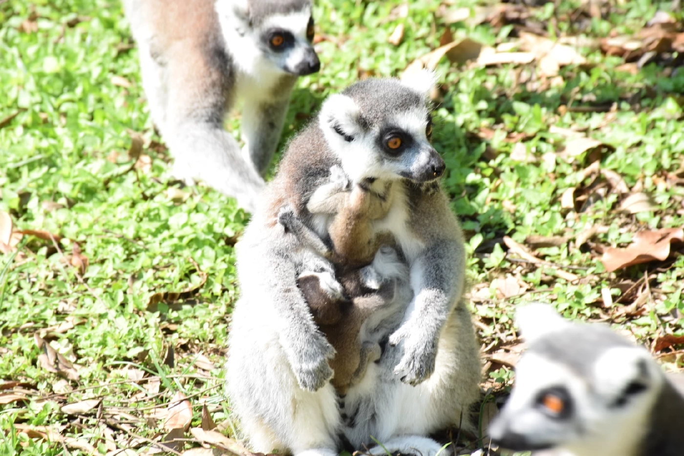 สวนสัตว์โคราช เปิดตัวสมาชิกใหม่สุดน่ารัก "ลูกลีเมอร์หางแหวน" แฝด 2 คู่