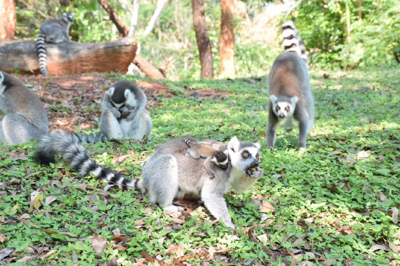 สวนสัตว์โคราช เปิดตัวสมาชิกใหม่สุดน่ารัก "ลูกลีเมอร์หางแหวน" แฝด 2 คู่