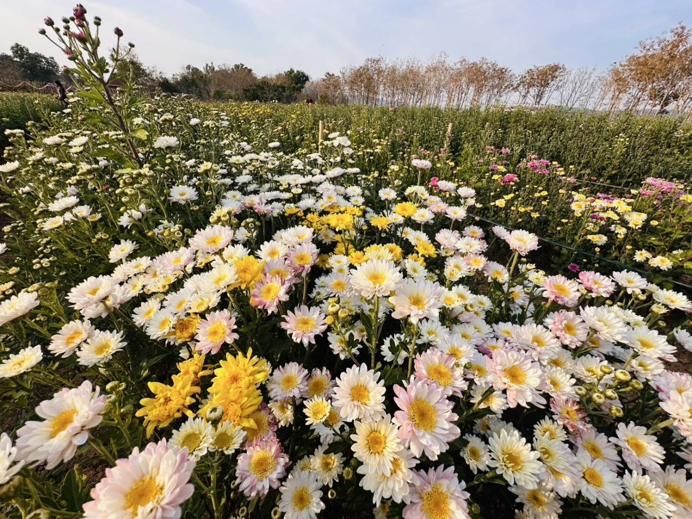 ส่องกิจกรรม "เทศกาลเบญจมาศบานในม่านหมอก ครั้งที่ 23" ที่โคราช มีอะไรบ้างไม่ควรพลาด