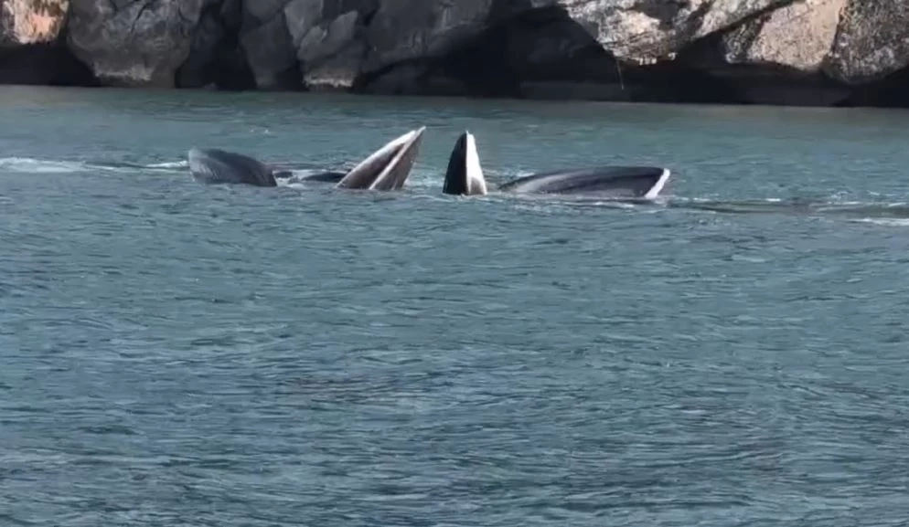 3 วาฬบรูด้า โผล่ว่ายน้ำอวดโฉมโชว์ จนท.อุทยานฯ หมู่เกาะอ่างทอง