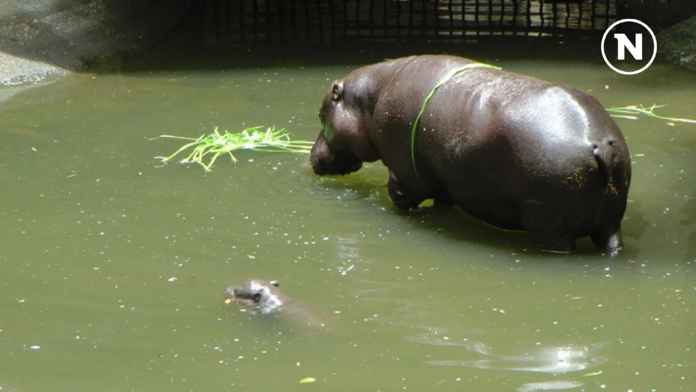15 กุมภาพันธ์ วันฮิปโปโลก! ฉลองความน่ารักของยักษ์ใหญ่แห่งสายน้ำ