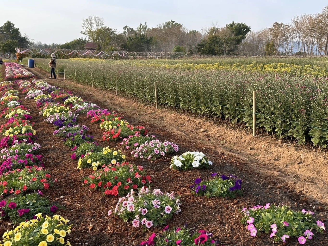 ส่องกิจกรรม "เทศกาลเบญจมาศบานในม่านหมอก ครั้งที่ 23" ที่โคราช มีอะไรบ้างไม่ควรพลาด