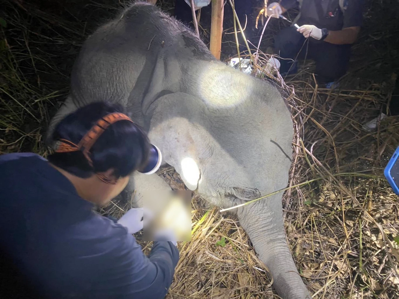 ระดมทีมสัตวแพทย์ช่วย "ลูกช้างป่า" ถูกบ่วงสลิงรัดข้อเท้า กลางป่าสระแก้ว