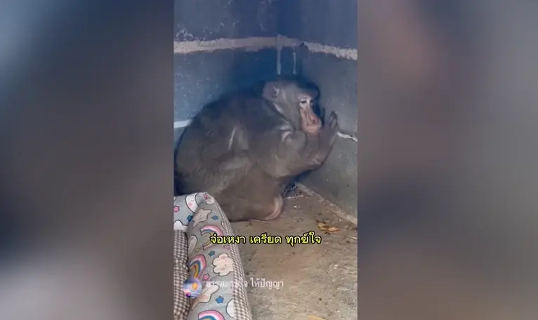 ดราม่า “ประธานจ๋อ” กรมอุทยานฯ แนะแนวทางขอตัวกลับคืนวัด