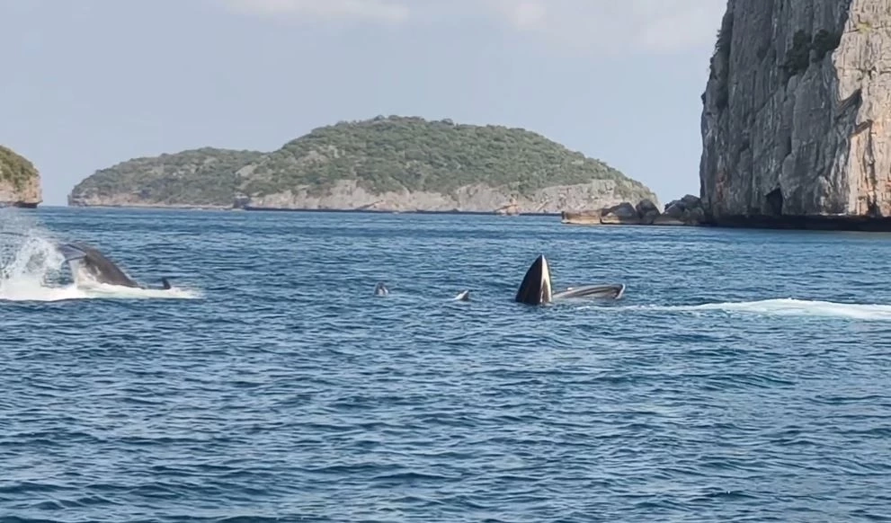 3 วาฬบรูด้า โผล่ว่ายน้ำอวดโฉมโชว์ จนท.อุทยานฯ หมู่เกาะอ่างทอง